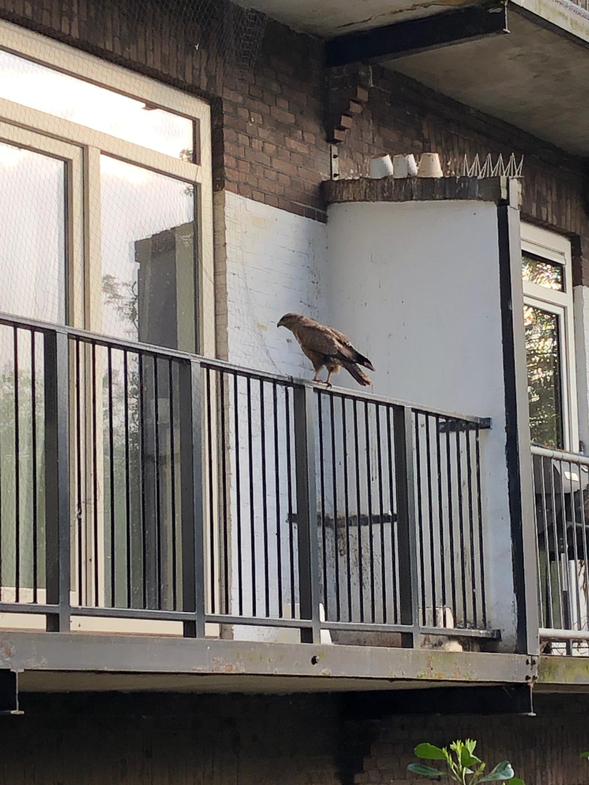 Een buizerd op het balkon?